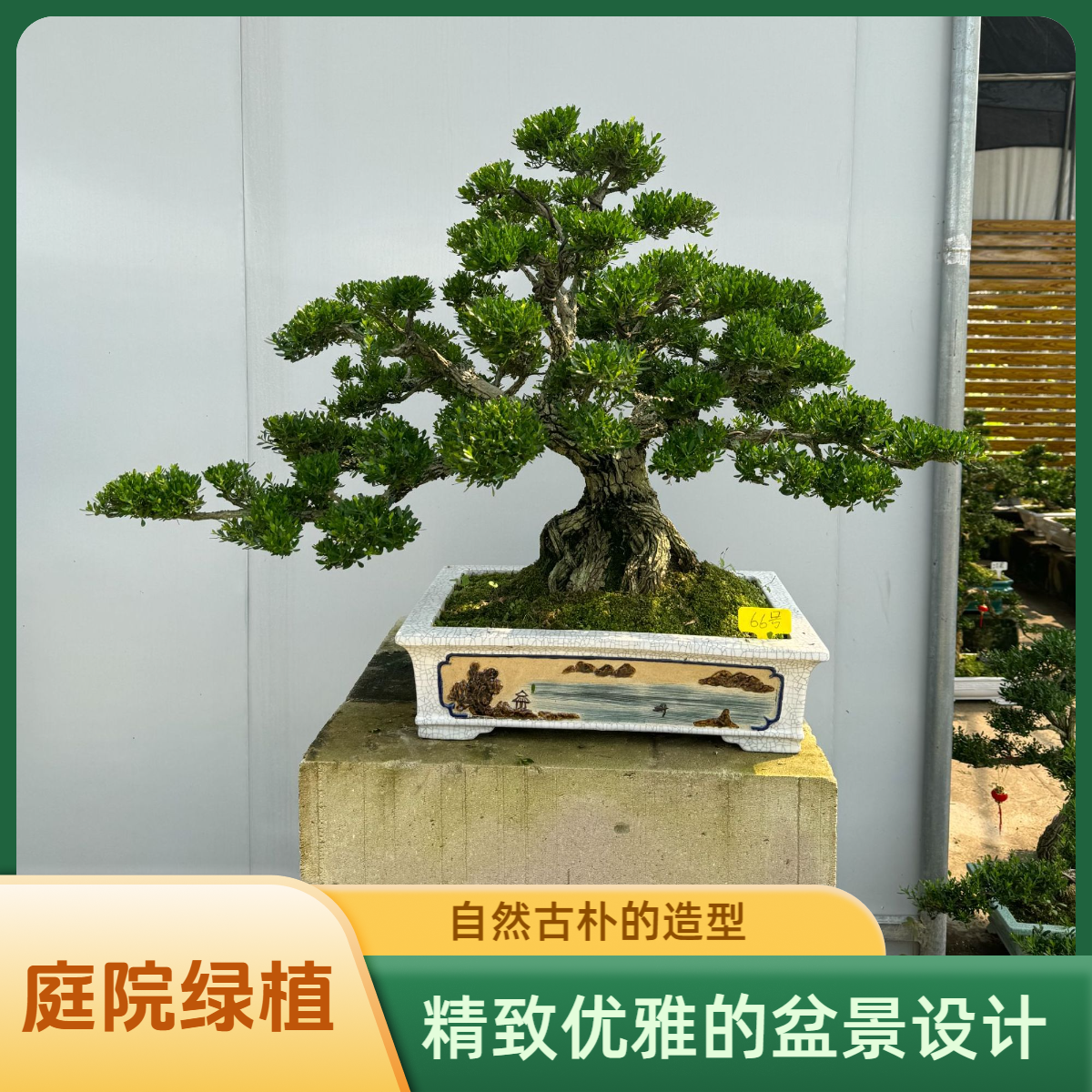 黄杨盆景庭院绿色室内外好养易活植物盆栽四季常青绿植小叶雀舌