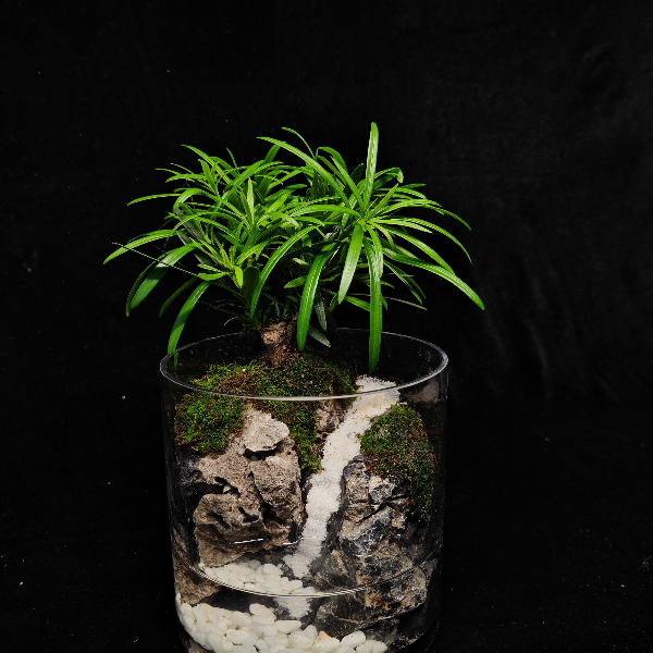 【鹏镁】 银河~直筒创意绿植罗汉松苔藓微景观成品可养鱼12.5*12.5