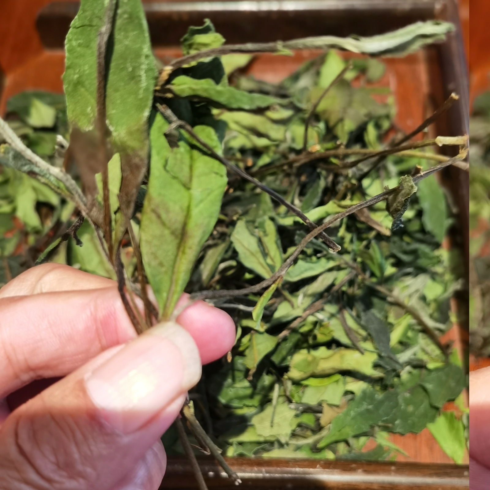 生态：吴洋山荒野福鼎白茶23年寿眉50克装