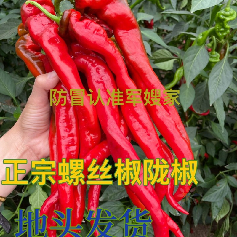 现货新鲜红辣椒红螺丝椒红尖椒特辣中辣微辣泡椒剁椒/0lb蔬菜组合
