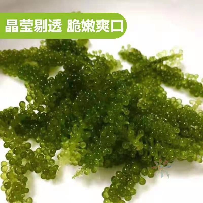 海葡萄新鲜即食长寿菜海带裙带菜海藻寿司鱼子酱100g/0lb蔬菜组合