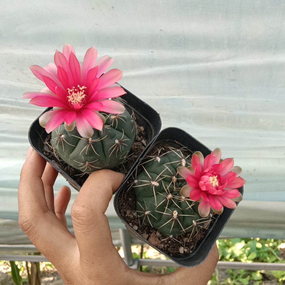 绯花玉两颗（满38包邮）