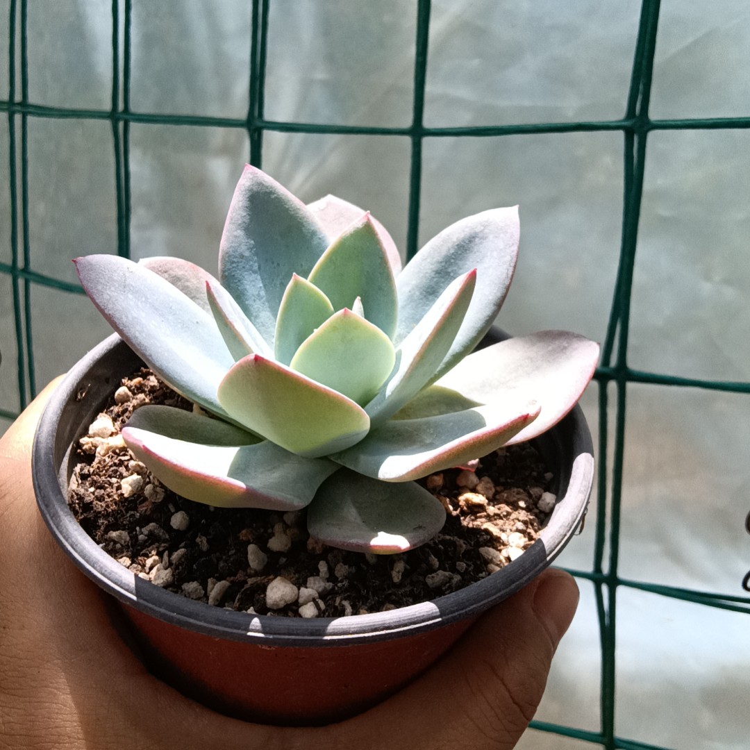 布鲁兰单头（满38包邮）