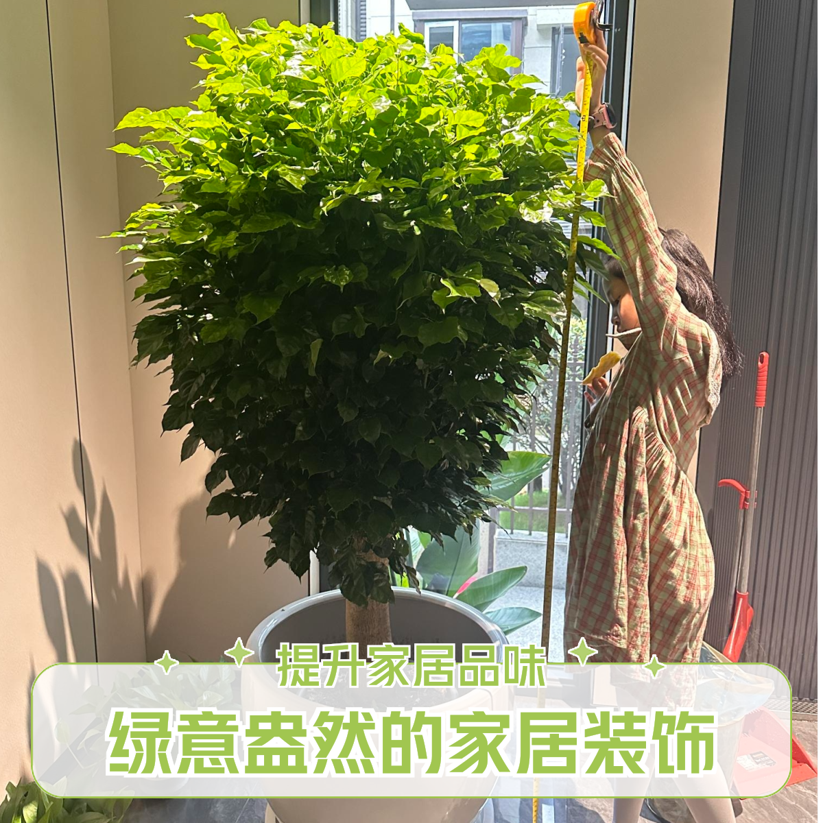 （网红绿植）老桩绿宝幸福树适合摆放客厅搬新家绿植吸甲醛净化空气