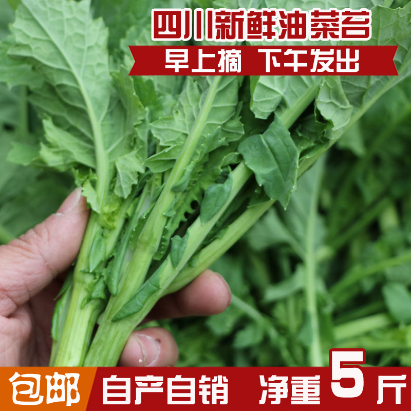 四川新鲜绿色蔬菜鲜嫩油菜苔 实惠装 蔬菜绿芸薹菜台菜苔芥 包邮