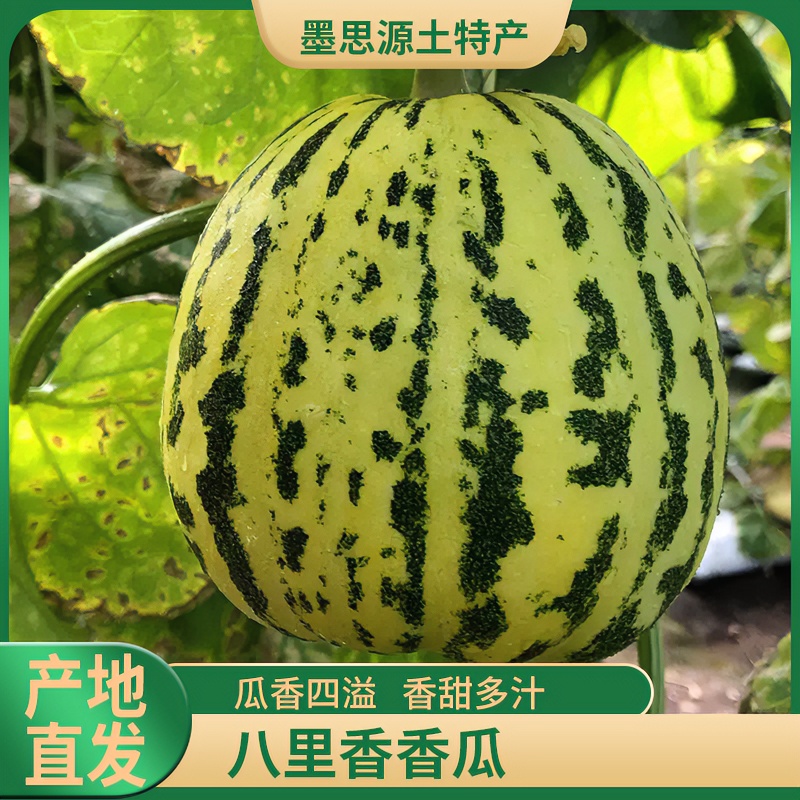 东北八里香瓜香甜绵密新鲜脆甜多汁可口应季甜瓜头茬3/5斤包邮