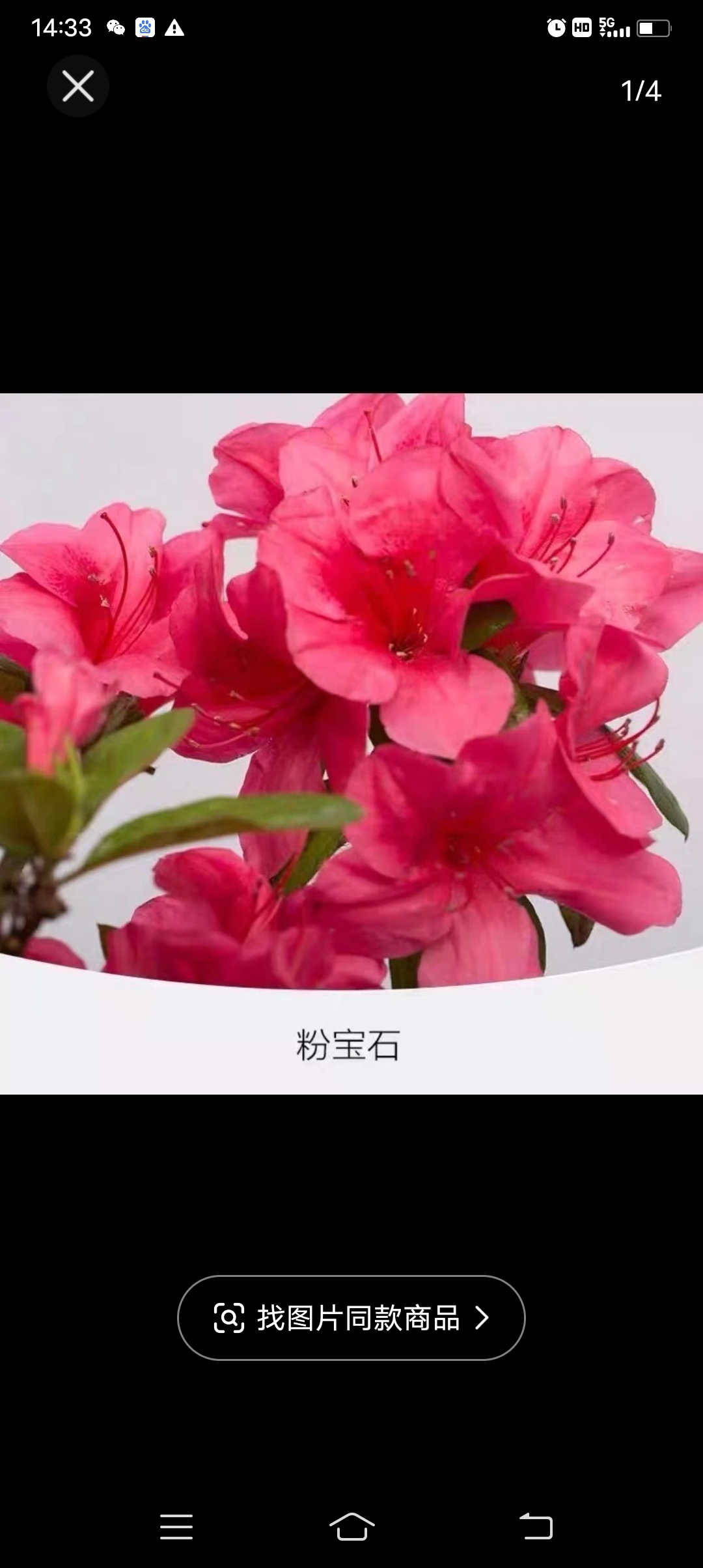 安库杜鹃，四季杜鹃，名贵品种杜鹃，可盆栽地栽耐寒耐高温，