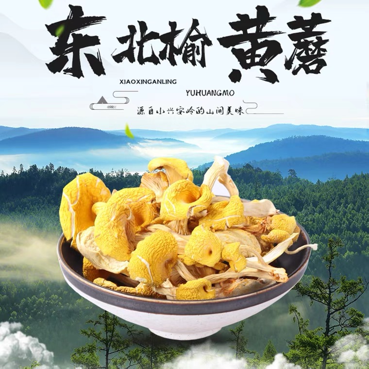 东北特产榆黄蘑食用干货鸡油菌玉黄金菇营养高品质老少皆宜