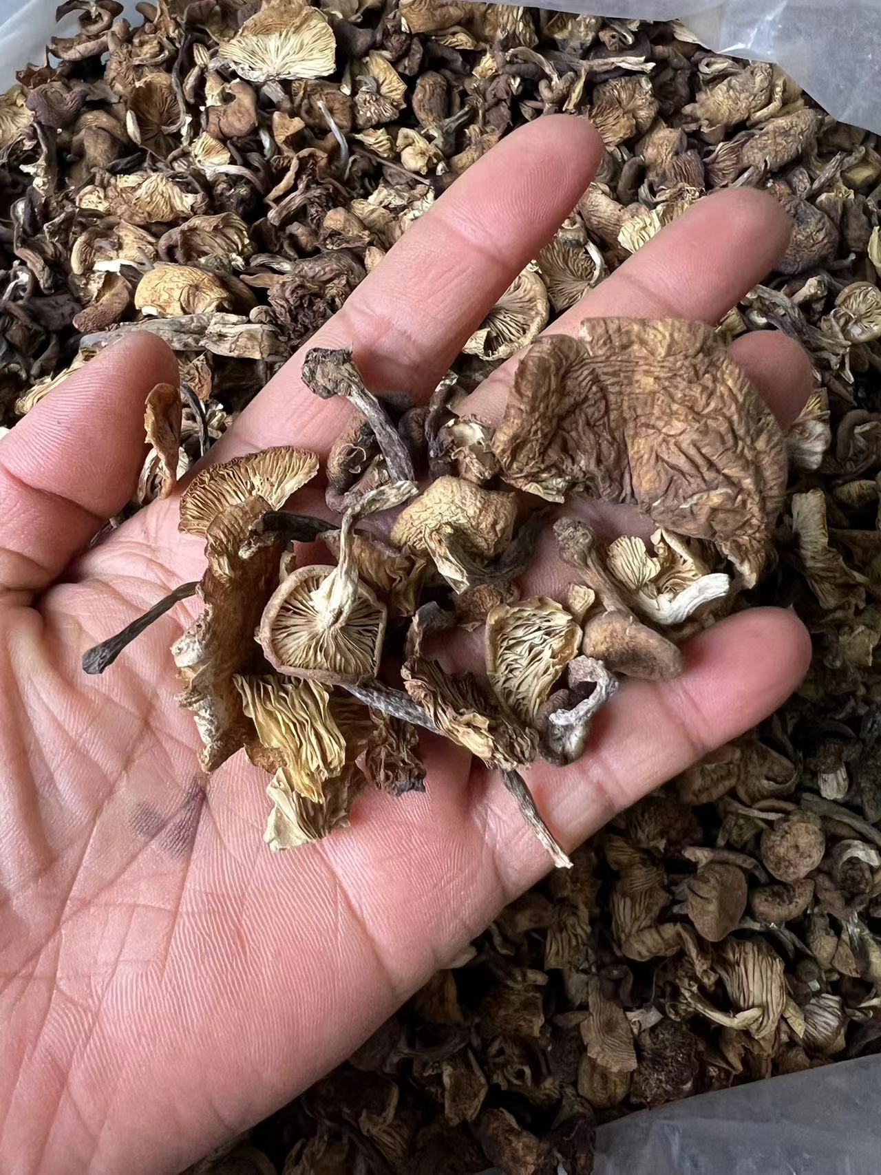 榛蘑菇碎干净无根无沙包饺子 蘑菇酱 500g包邮 大块！