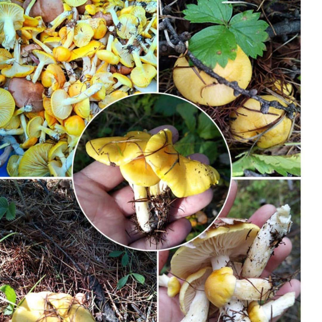 东北野生小黄蘑松树下蘑菇炖鸡炖汤炒着吃干货250克包邮当年新货