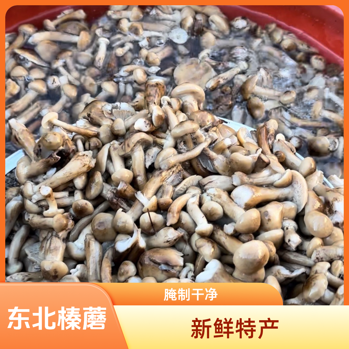 东北特产野生鲜榛蘑丁新鲜干净焯水菌菇1斤包邮