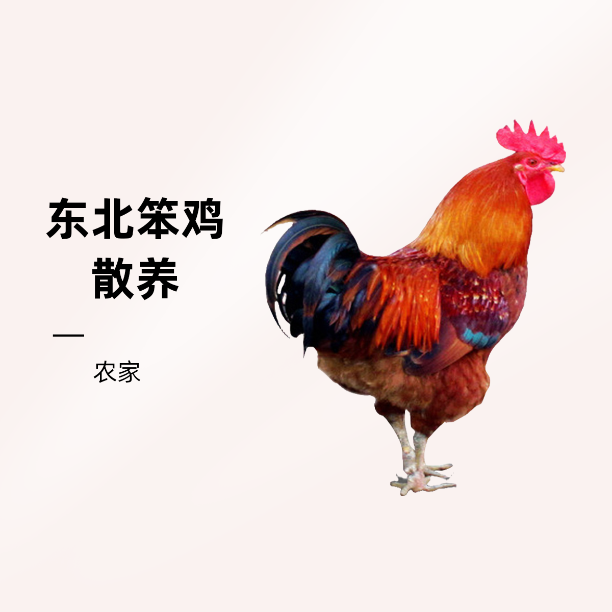 黑龙江农家散养土鸡溜达鸡低脂高蛋白健康美味 包冰率不含冰