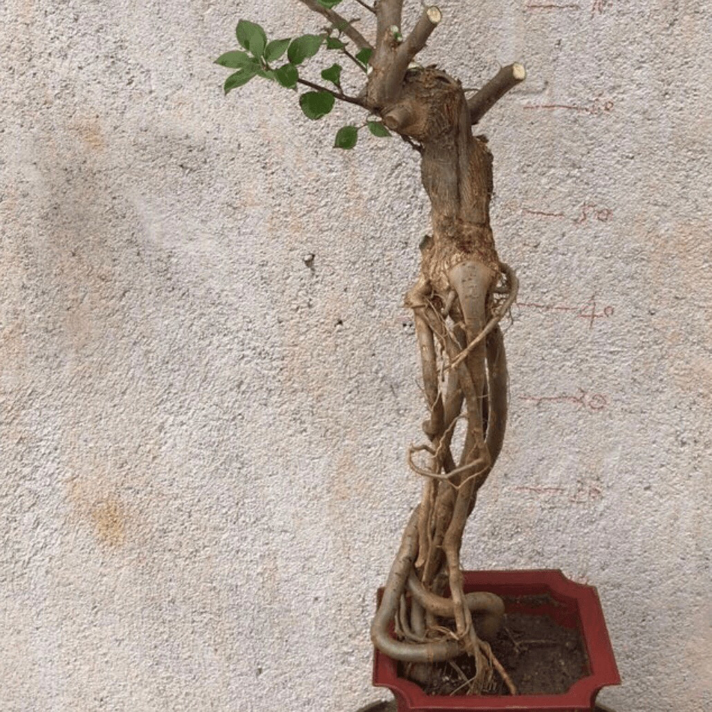 三角梅提根一物一拍独特造型可嫁接
