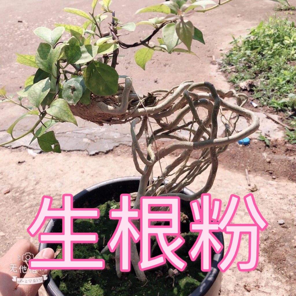 三角梅直播间生根粉