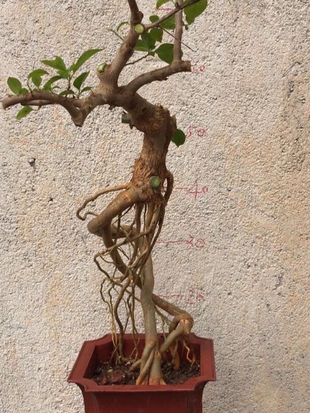 三角梅提根一物一拍优美造型可嫁接可做造型