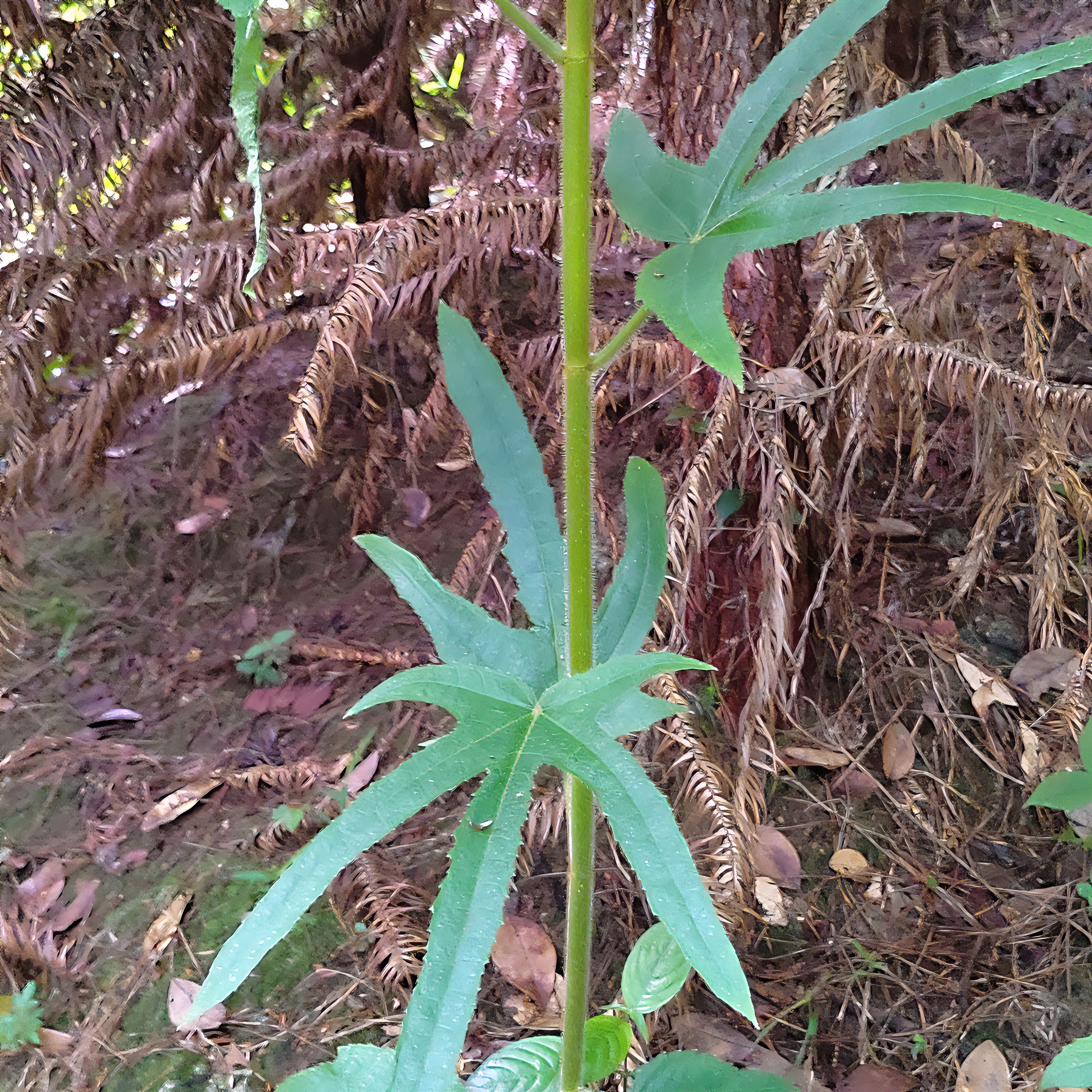 深山五指毛桃根干货500克
