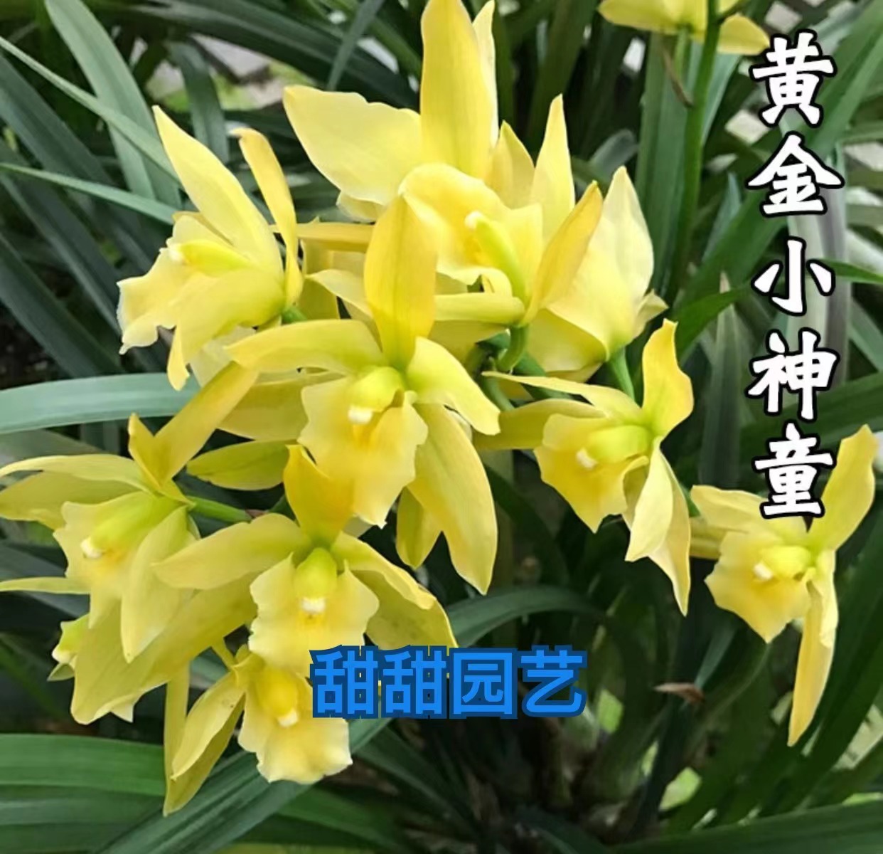 【黄金小神童】浓香型素心大黄花浓香好养易活种植开花发货