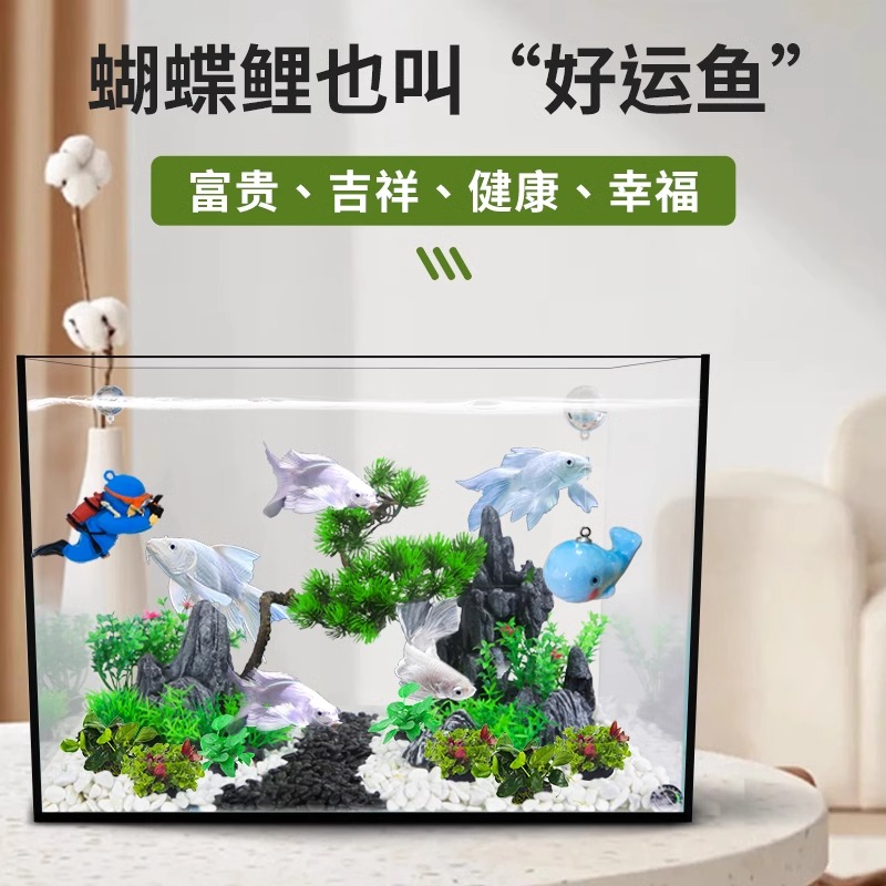 蝴蝶鲤锦鲤大型冷水观赏鱼淡水耐活石膏纯种短身贵妃球体鱼大尺寸