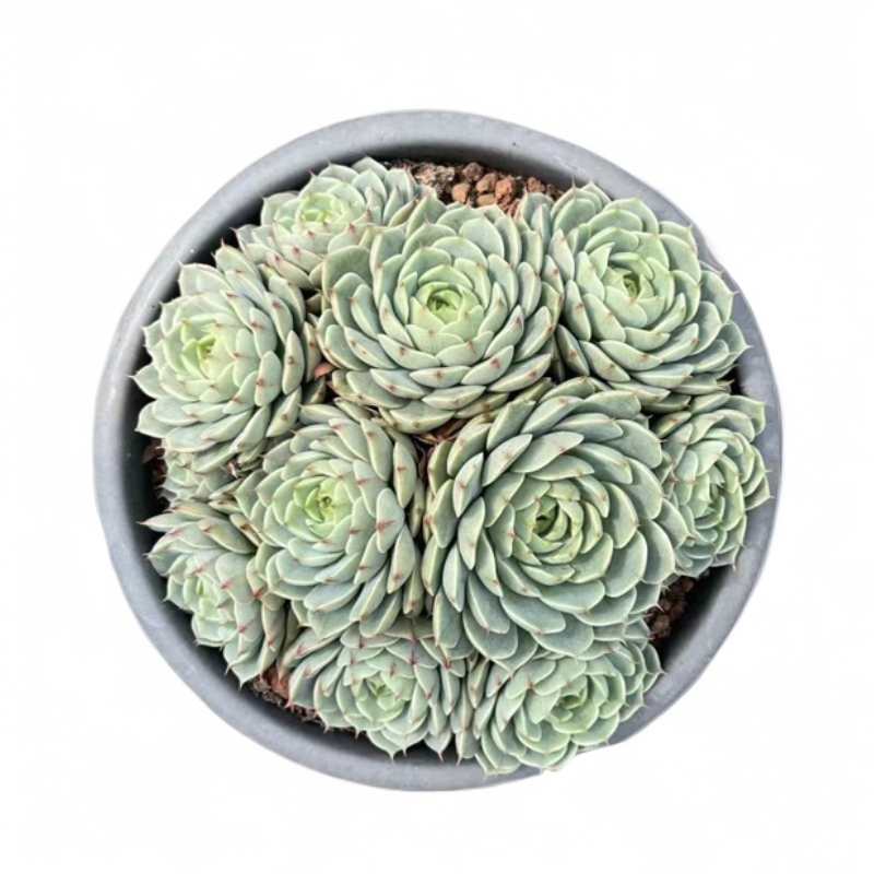 同美多肉园艺笨巴蒂斯多肉植物  以直播间实物为准 夏季空气晚上