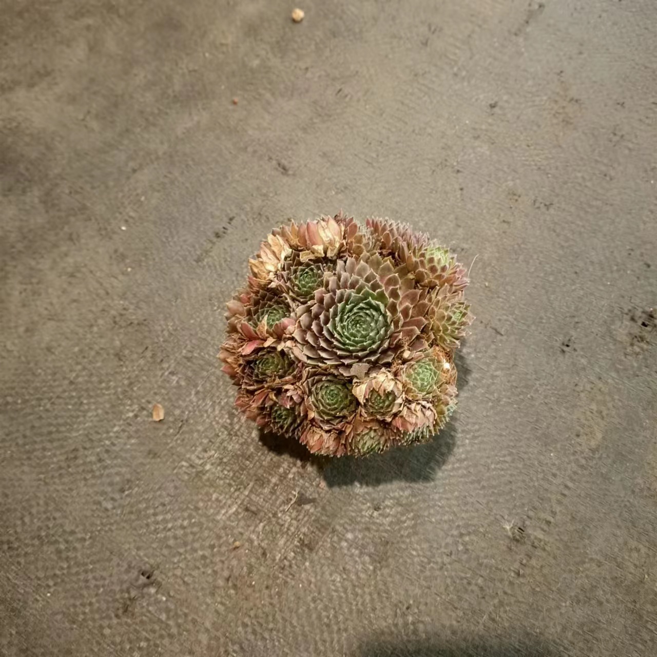 长生草系列