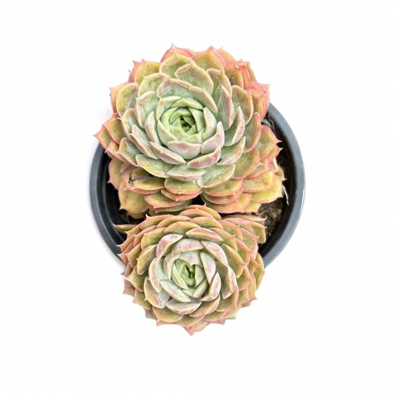 同美多肉园艺 小昂斯诺多肉植物 以直播间实物为准 夏季空气