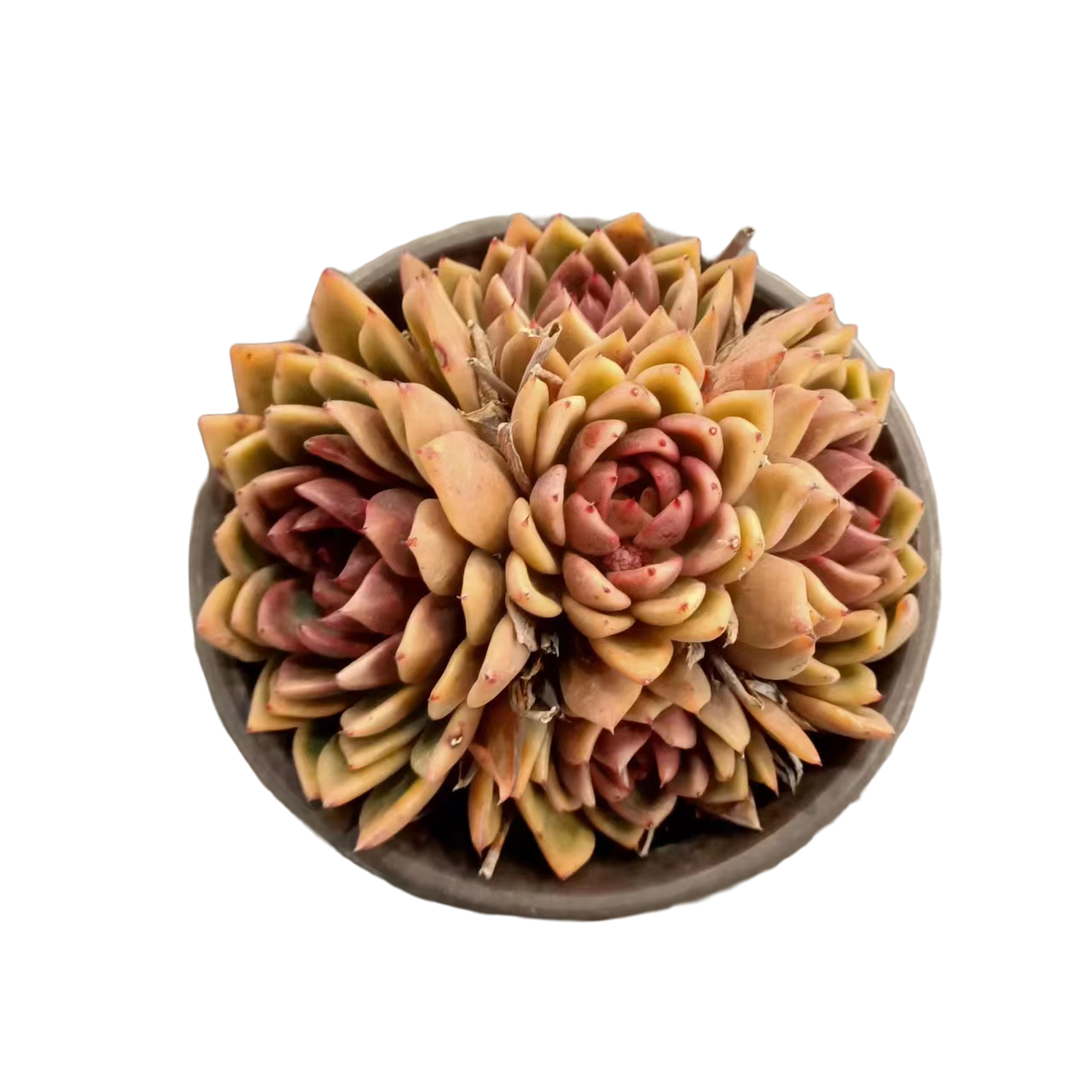 同美园艺   紫水晶多肉植物   夏季空气晚上扦插冬季除虫耐寒换土