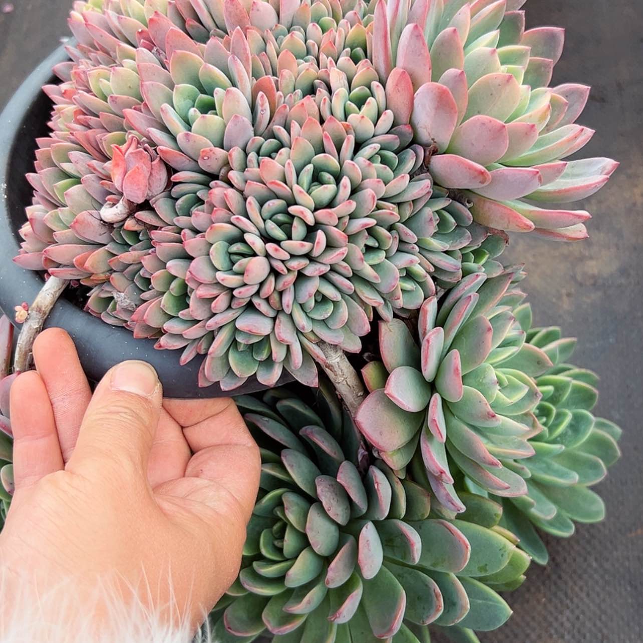 【闪购商品】芳*甜橙