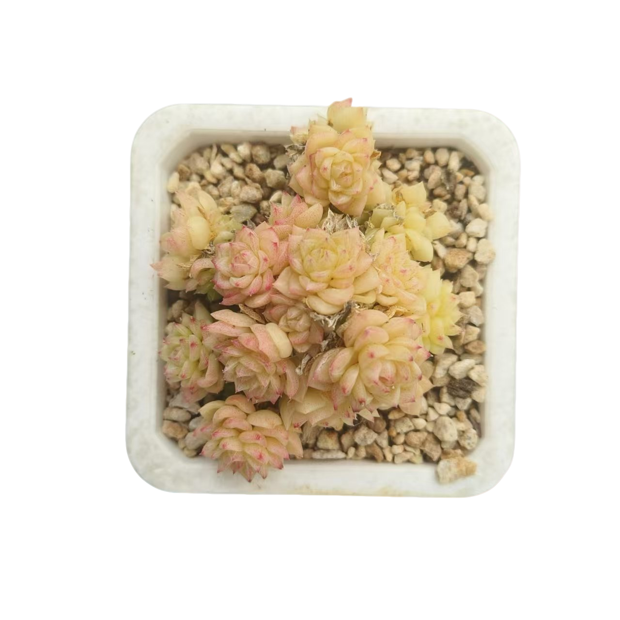 同美多肉  荧光女王 多肉植物   (满19.9包邮)