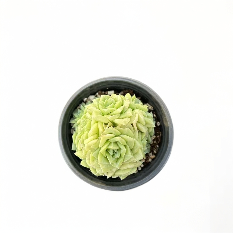 同美多肉 白天鹅多肉植物   (满19.9包邮)