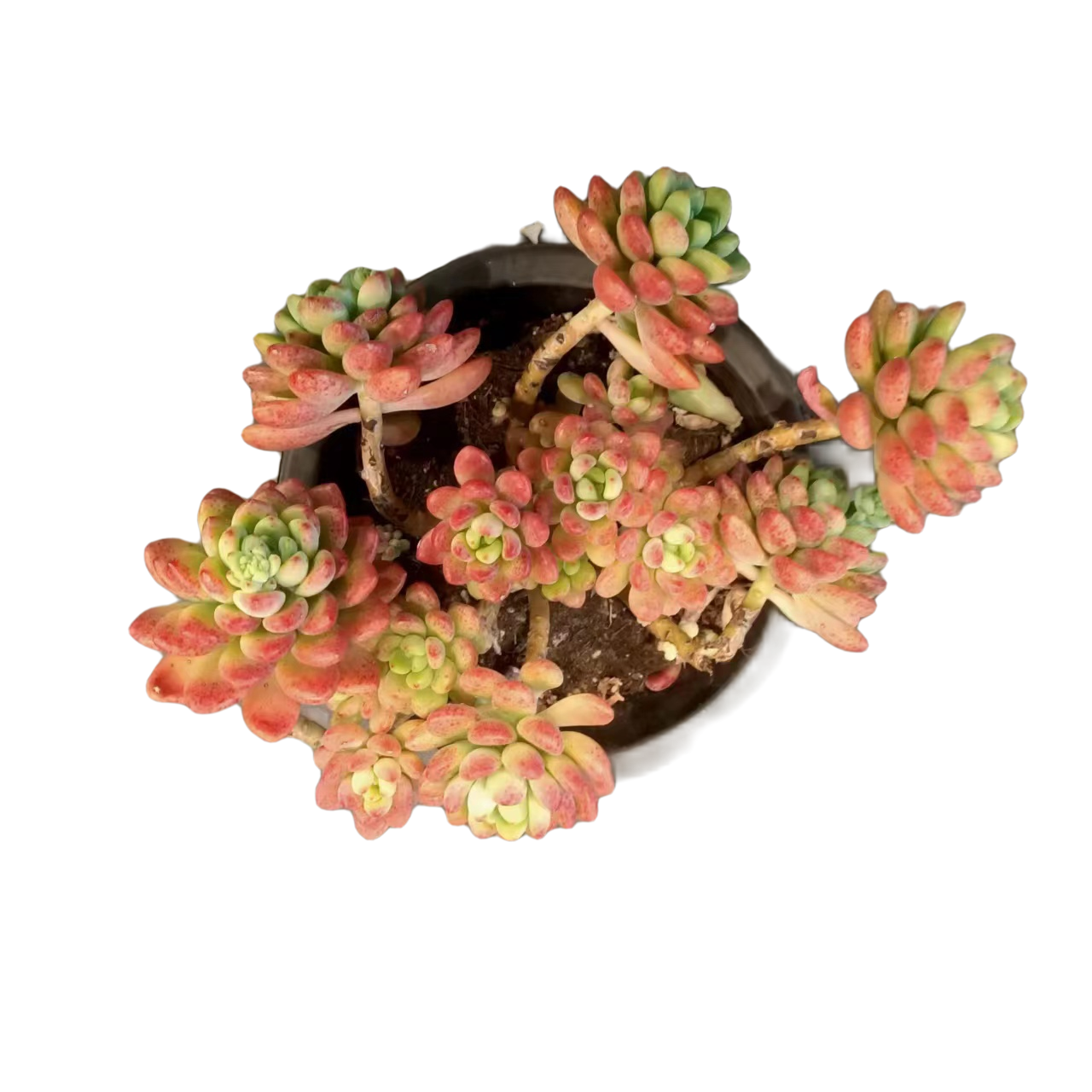 同美园艺   香格里拉【微瑕疵】多肉植物   夏季空气晚上扦插冬季
