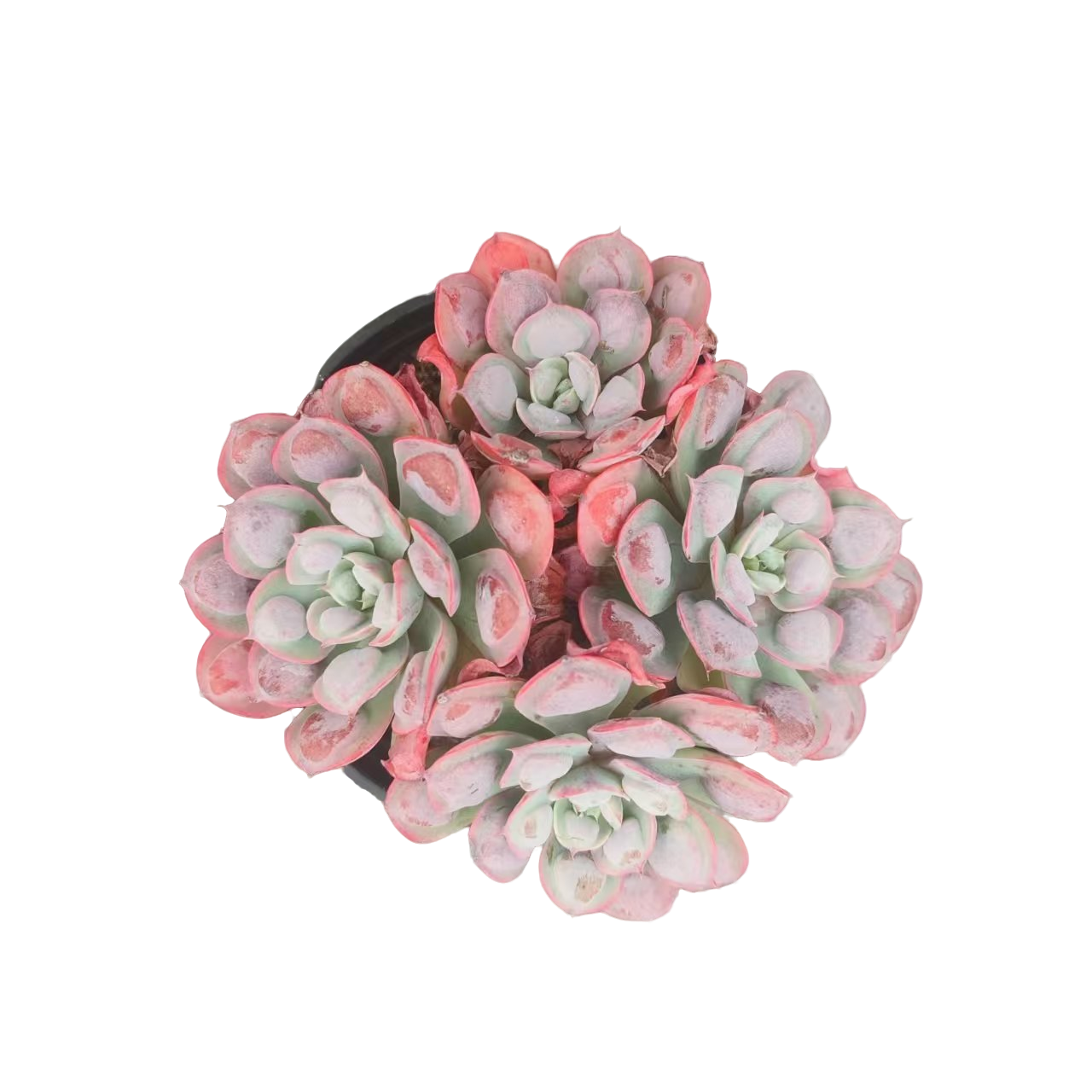 同美多肉园艺 多头雨滴 多肉植物 以直播间实物为准 夏季空气