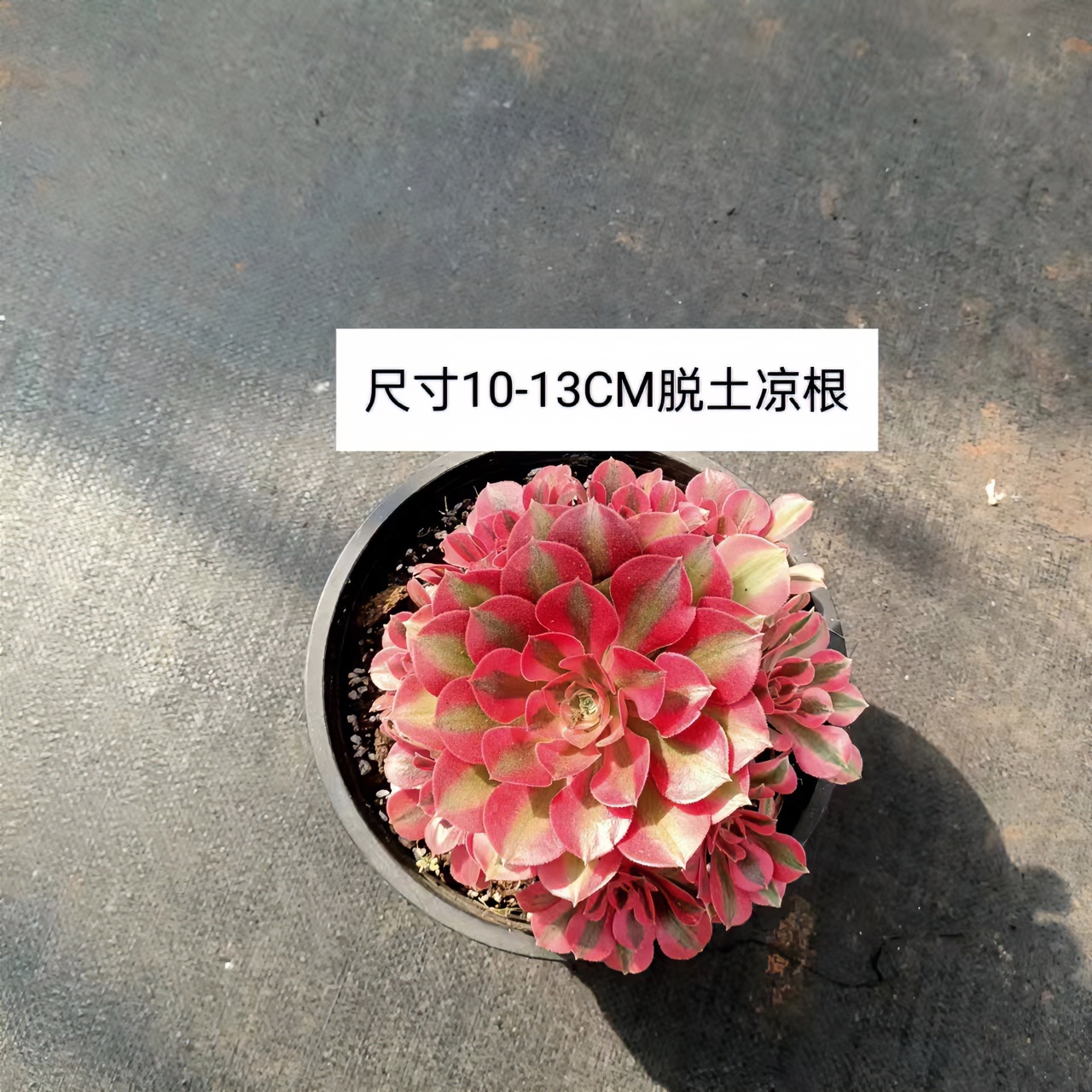 同美多肉园艺粉女巫多肉植物空气 以直播间实物为准 一单包邮夏季