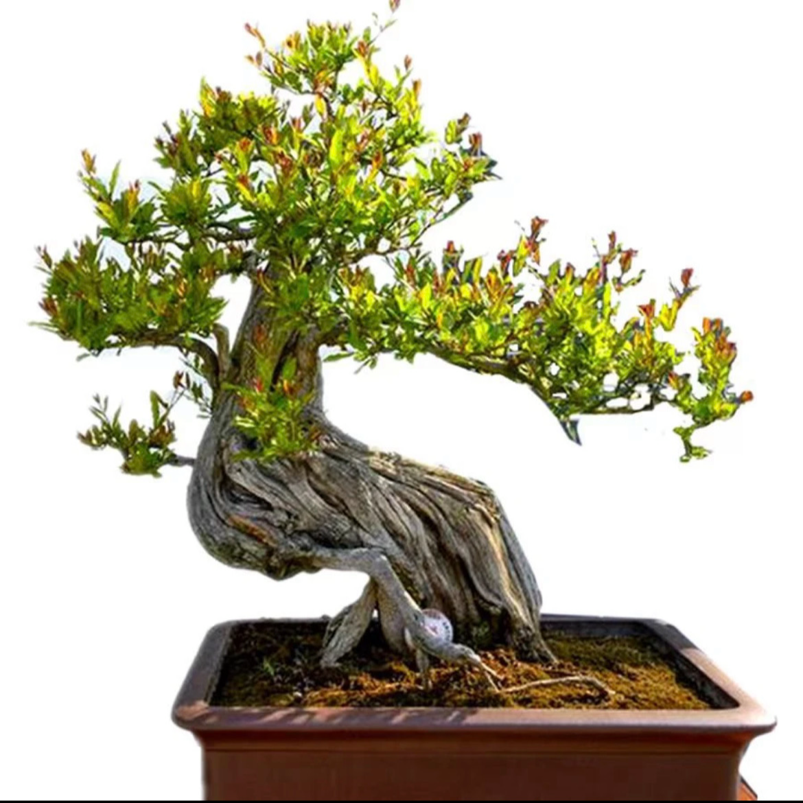 突尼斯大红袍蒙阳地栽盆栽