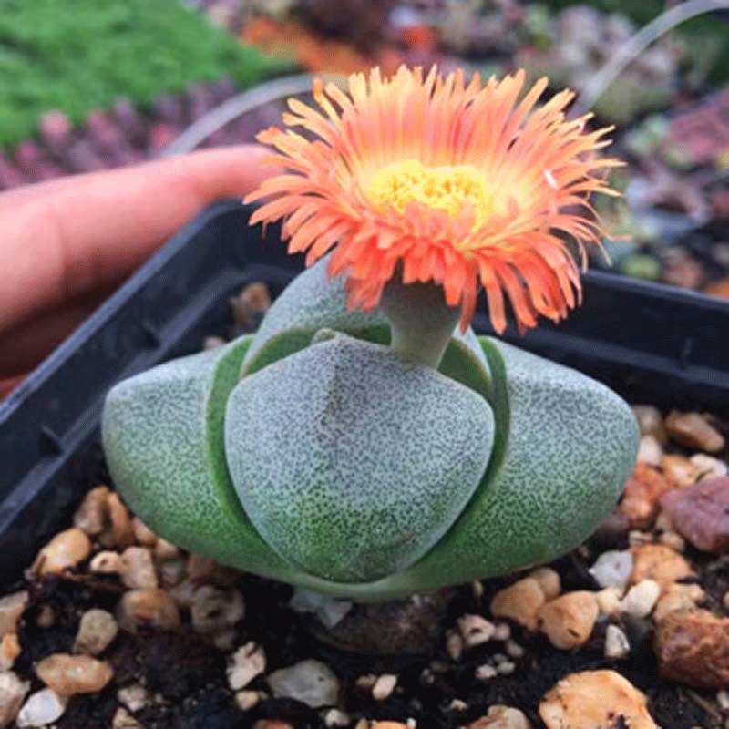 元宝绿帝玉多肉植物紫帝玉盆栽萌肉肉新手好养花卉绿植阳台包邮