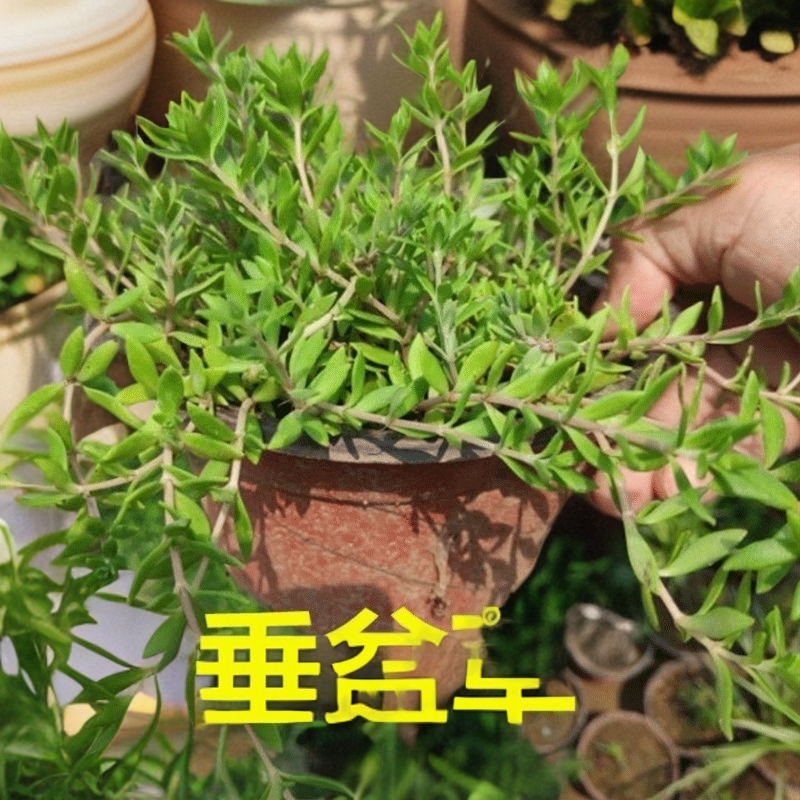 正宗垂盆草盆栽养肝护肝中药种苗新鲜苗食用吊兰绿植