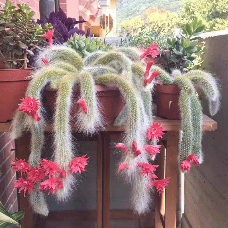 白毛九尾狐多肉 （18厘米左右）白毛红花 裸根脱土发货