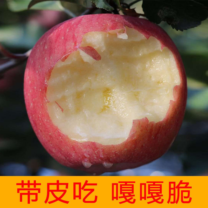 京东山西运城“纸加膜”红富士苹果 双袋无农残 皮薄肉厚 脆甜多汁