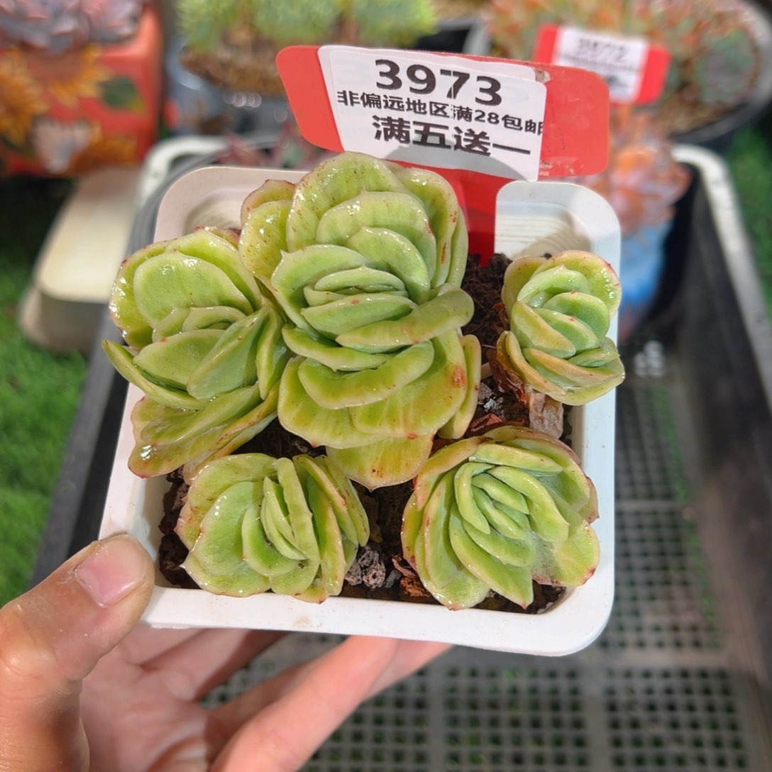 表妹精品多肉3973.