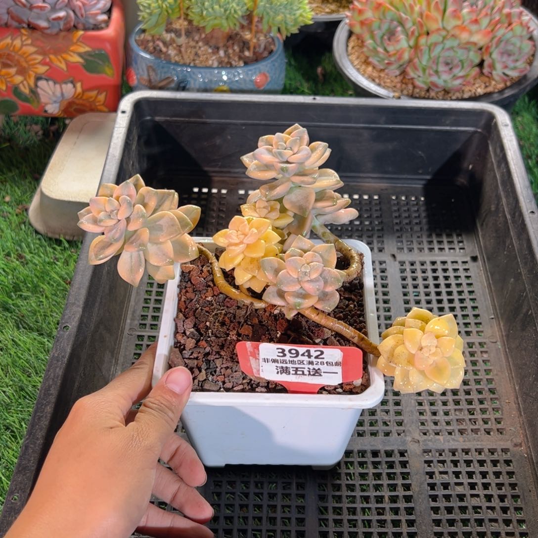 表妹精品多肉3942.