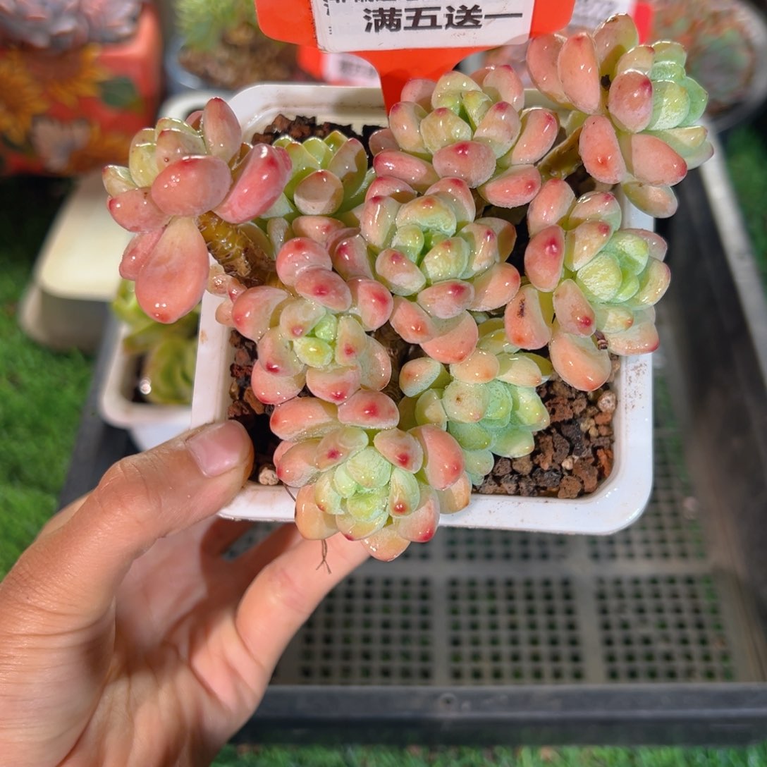 表妹精品多肉3974.