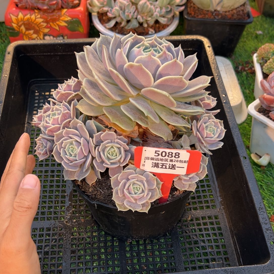 表妹精品多肉5088.