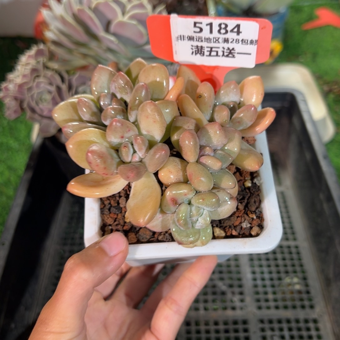 表妹精品多肉5184.