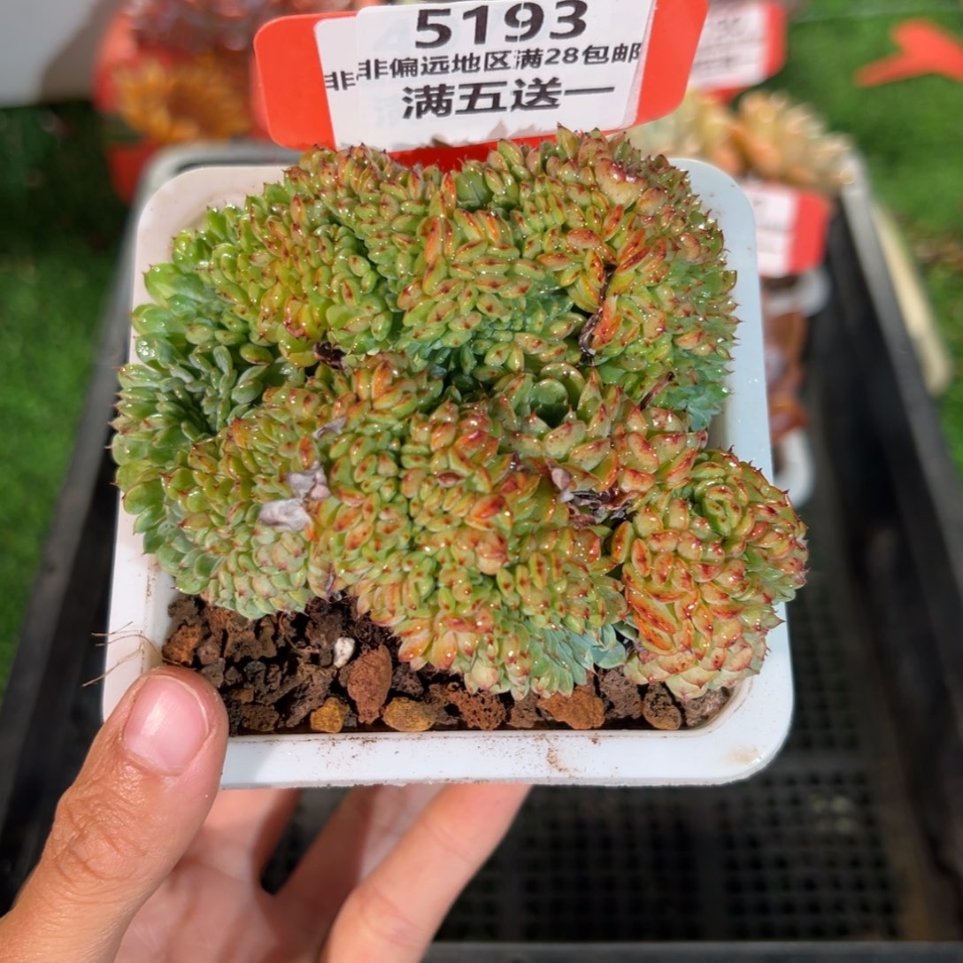 表妹精品多肉5193.