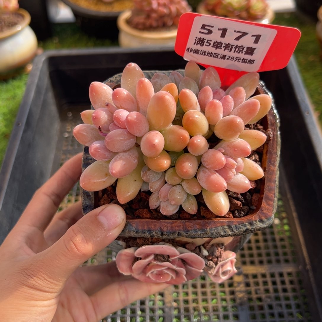 表妹精品多肉5171.