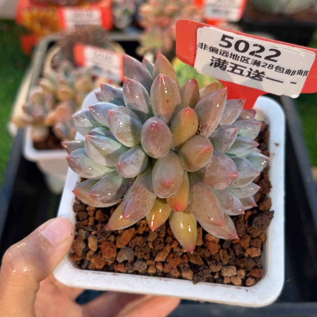 表妹精品多肉5022.