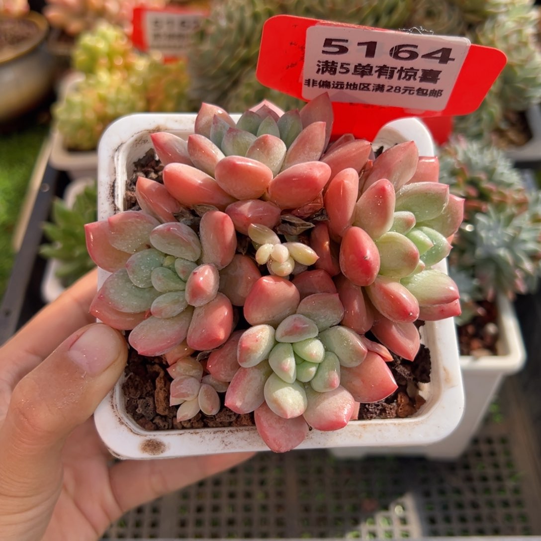 表妹精品多肉5164.