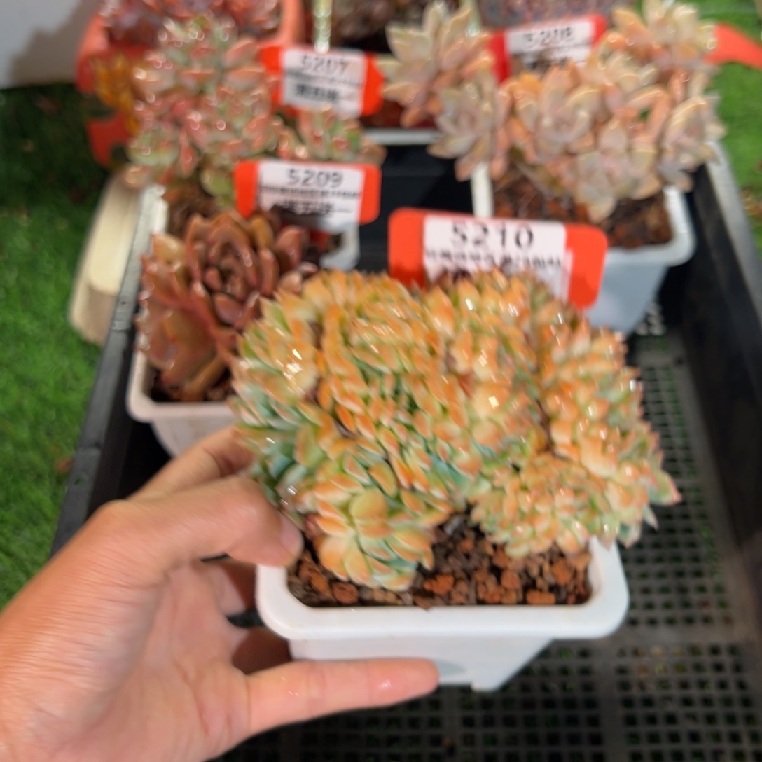 表妹精品多肉5210.