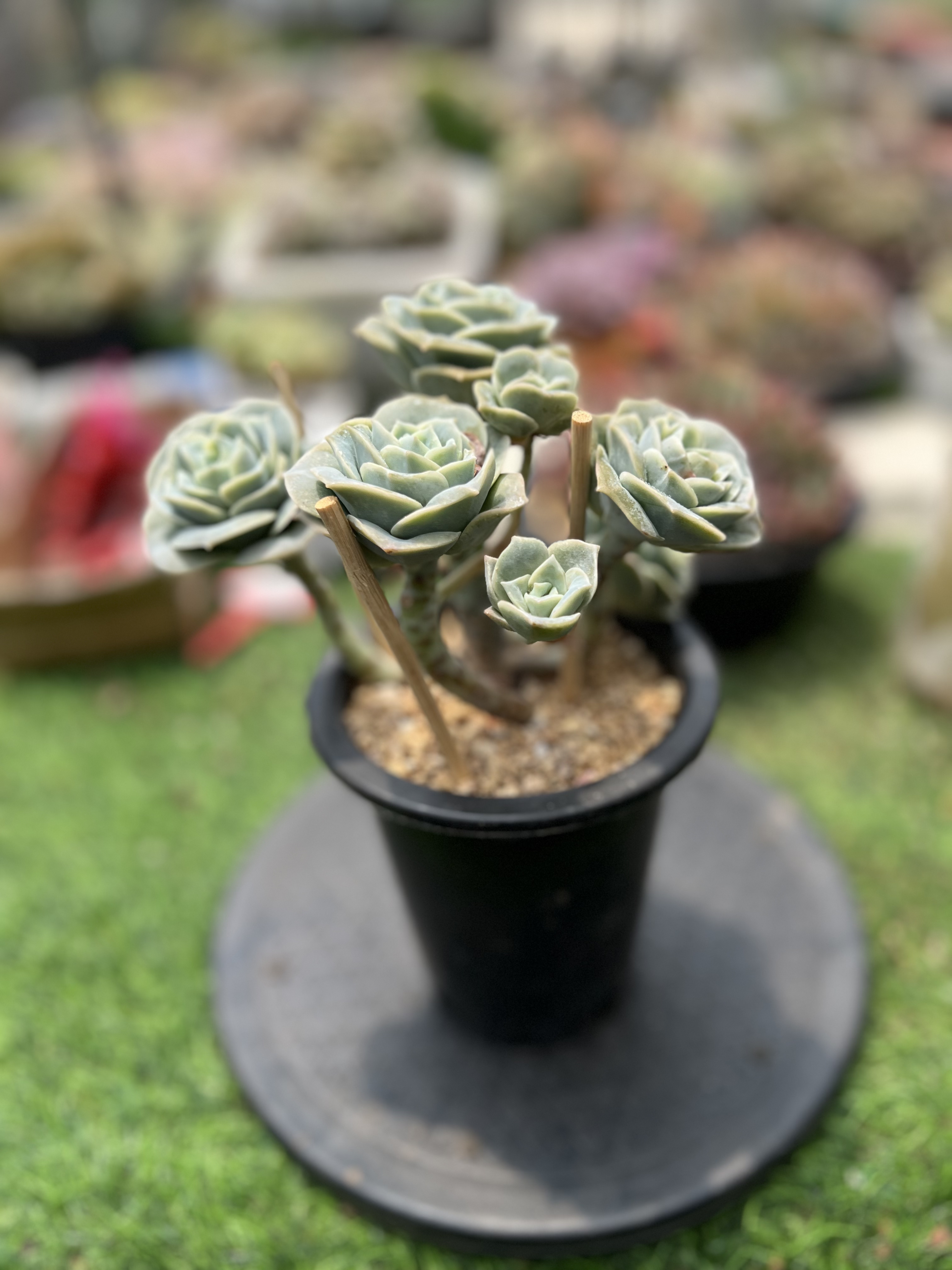 无品牌云南精品多肉一物一拍（图片仅供参考）