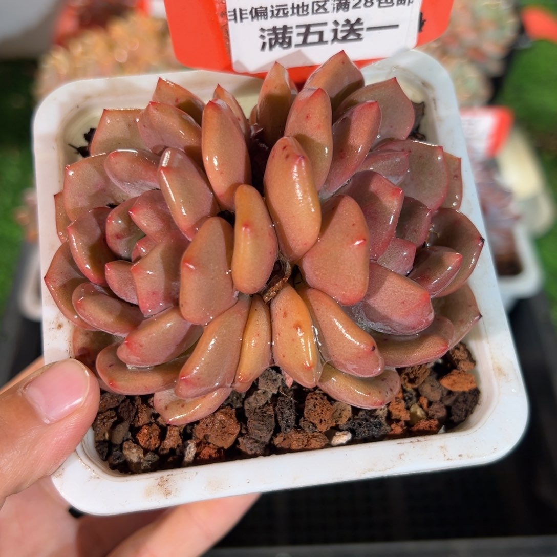 表妹精品多肉5155.