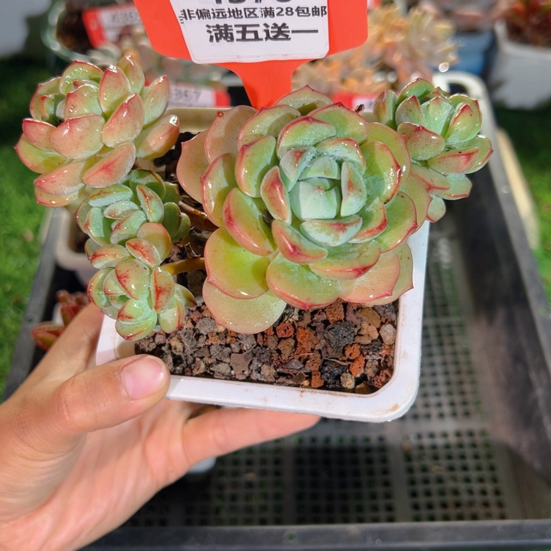 表妹精品多肉4370.